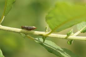 Attēlu rezultāti vaicājumam “Aphrophora salicina”