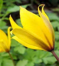 Attēlu rezultāti vaicājumam “Tulipa sylvestris”