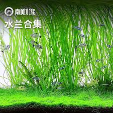 「水蘭」的圖片搜尋結果