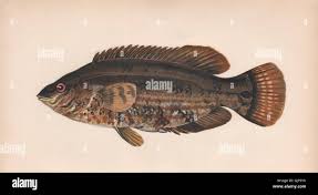 Image result for Symphodus bailloni