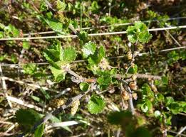 Attēlu rezultāti vaicājumam “Betula nana leaf”