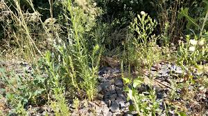 Image result for Chenopodium botrys