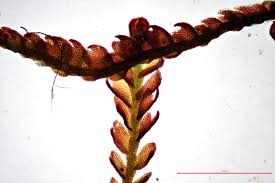 Attēlu rezultāti vaicājumam “Gymnocolea inflata”