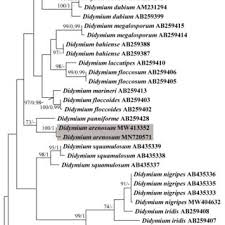 Attēlu rezultāti vaicājumam “Didymium xanthopus spores”