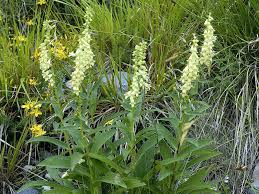 Image result for Digitalis lutea