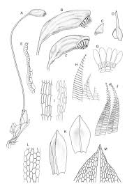 Attēlu rezultāti vaicājumam “Funaria hygrometrica sporophyte”