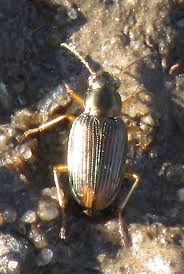 Attēlu rezultāti vaicājumam “Bembidion sp.”