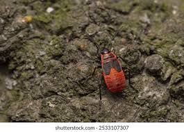 Attēlu rezultāti vaicājumam “Pyrrhocoris apterus nymph”