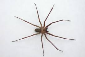 Attēlu rezultāti vaicājumam “Acalitus longisetosus”