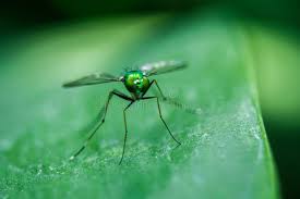 Attēlu rezultāti vaicājumam “Dolichopodidae”