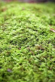 Attēlu rezultāti vaicājumam “Hypnum cupressiforme”