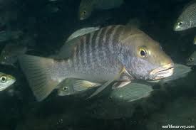 Image result for Lutjanus cyanopterus
