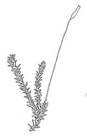 Attēlu rezultāti vaicājumam “Didymodon tophaceus”