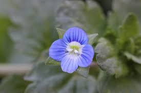 Attēlu rezultāti vaicājumam “Veronica persica flower”