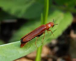 Attēlu rezultāti vaicājumam “Hylecoetus dermestoides”