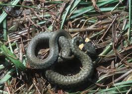 Image result for Ringelnatter