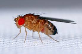 Attēlu rezultāti vaicājumam “Drosophila melanogaster”