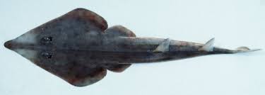 Image result for Rhinobatos rhinobatos