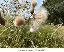 Attēlu rezultāti vaicājumam “Cirsium arvense fruit”