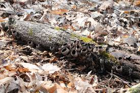 Attēlu rezultāti vaicājumam “Urnula craterium”