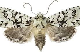 Attēlu rezultāti vaicājumam “Griposia aprilina”