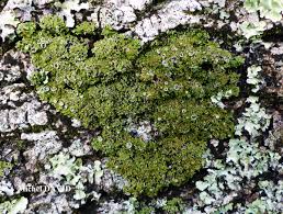 Attēlu rezultāti vaicājumam “Physconia distorta”