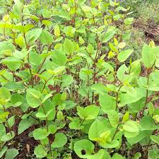 Attēlu rezultāti vaicājumam “Reynoutria japonica”