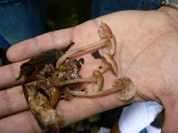 Attēlu rezultāti vaicājumam “Collybia sp.”