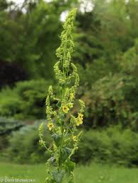 Attēlu rezultāti vaicājumam “Verbascum nigrum leaf”