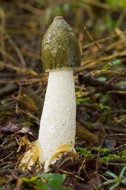 Attēlu rezultāti vaicājumam “Phallus impudicus”