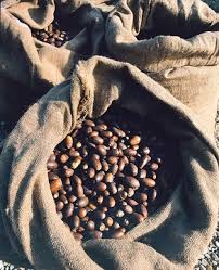 Attēlu rezultāti vaicājumam “Prunus domestica subsp. insitita fruit”