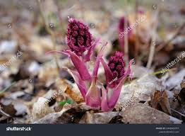 Attēlu rezultāti vaicājumam “Petasites hybridus flower”