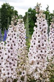 Image result for Rittersporn