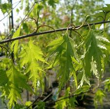 Attēlu rezultāti vaicājumam “Betula pendula var. carelica”