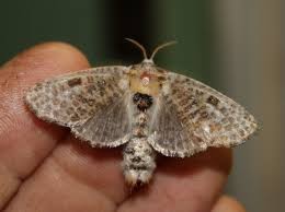 Attēlu rezultāti vaicājumam “Cossidae”