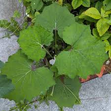 Attēlu rezultāti vaicājumam “Tussilago farfara”