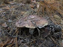 Attēlu rezultāti vaicājumam “Podostroma leucopus”