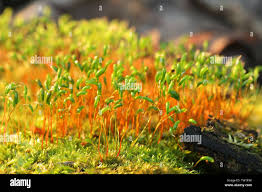 Attēlu rezultāti vaicājumam “Brachythecium rutabulum sporophyte”