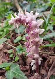 Attēlu rezultāti vaicājumam “Lathraea squamaria flower”