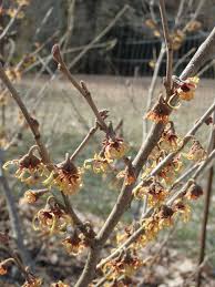 Attēlu rezultāti vaicājumam “Hamamelis japonica”