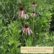 Image result for Echinacea pallida