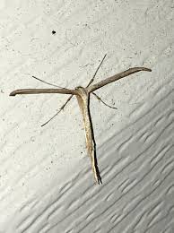 Attēlu rezultāti vaicājumam “Platyptilia sp.”