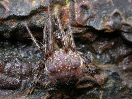 Attēlu rezultāti vaicājumam “Metellina merianae”