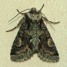 Attēlu rezultāti vaicājumam “Allophyes oxyacanthae”