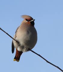 Attēlu rezultāti vaicājumam “Bombycilla garrulus adult”
