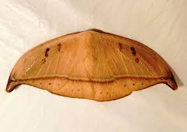 Attēlu rezultāti vaicājumam “Drepanidae”