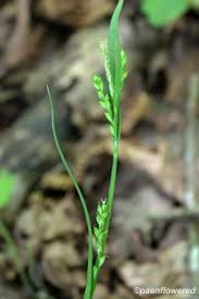 Attēlu rezultāti vaicājumam “Carex sylvatica leaf”