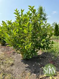 Attēlu rezultāti vaicājumam “Hamamelis vernalis”