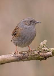 Attēlu rezultāti vaicājumam “Prunella modularis”