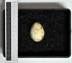 Attēlu rezultāti vaicājumam “Sylvia borin eggs”